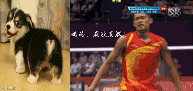 看看那些年我们一起追过的荷兰猪猪粮（下）