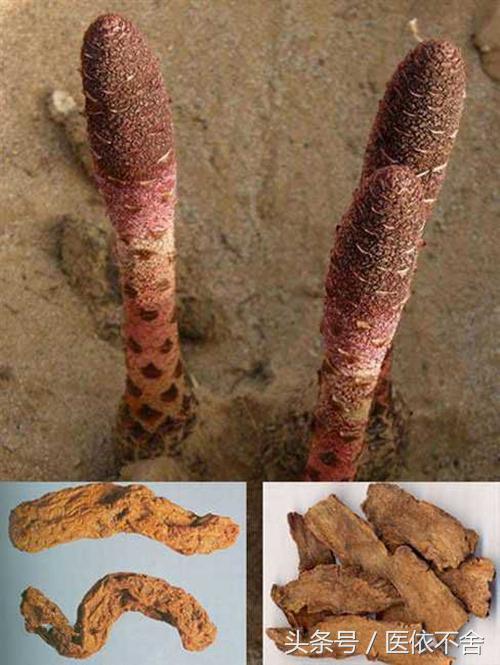 锁阳不老草肉苁蓉,锁阳对男人的功效作用