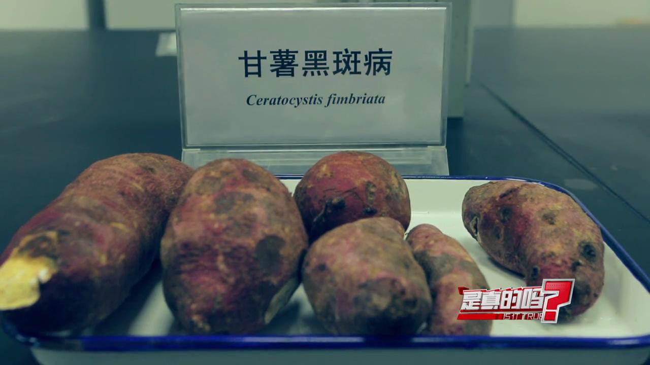 红薯表皮和薯肉有黑斑如何处理,误食黑斑红薯中毒解毒小妙招