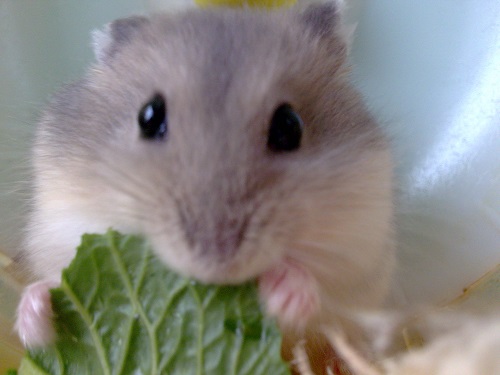 仓鼠走失,仓鼠跑丢了怎么认主人