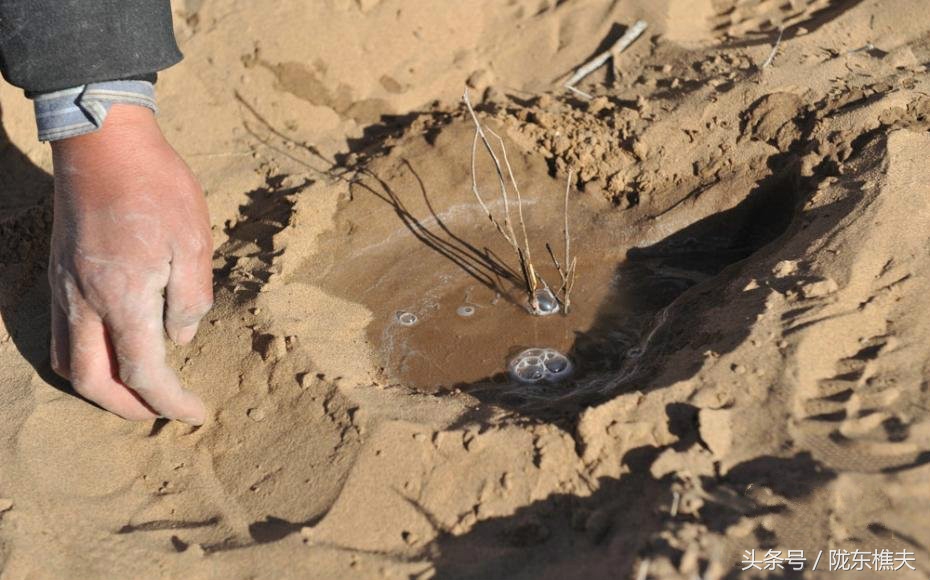 父子绿化沙漠,坚守独腿夫妻沙漠种出30万棵树