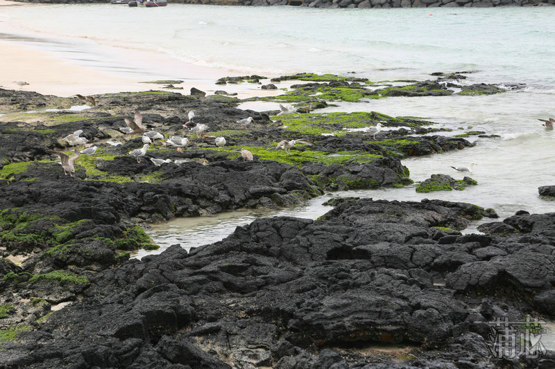 济州岛看枫叶,济州岛枫叶