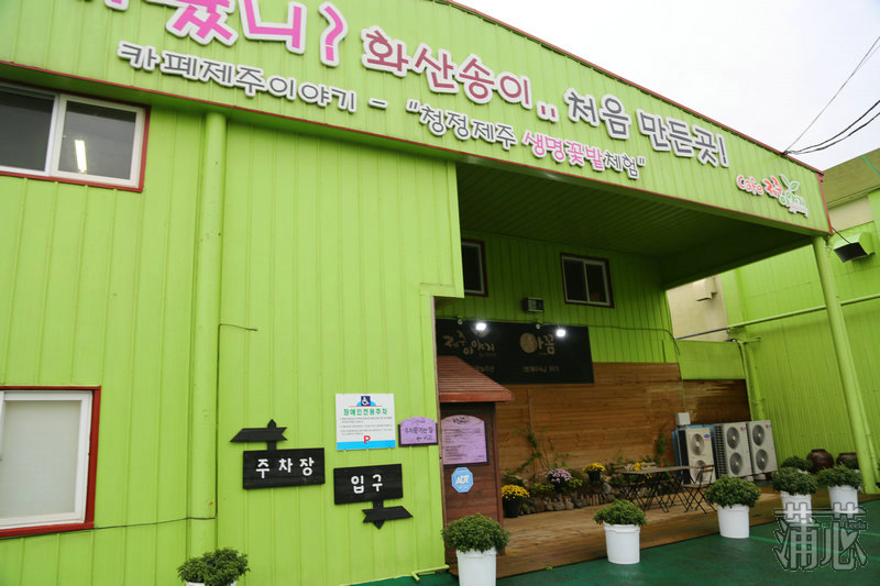 济州岛看枫叶,济州岛枫叶