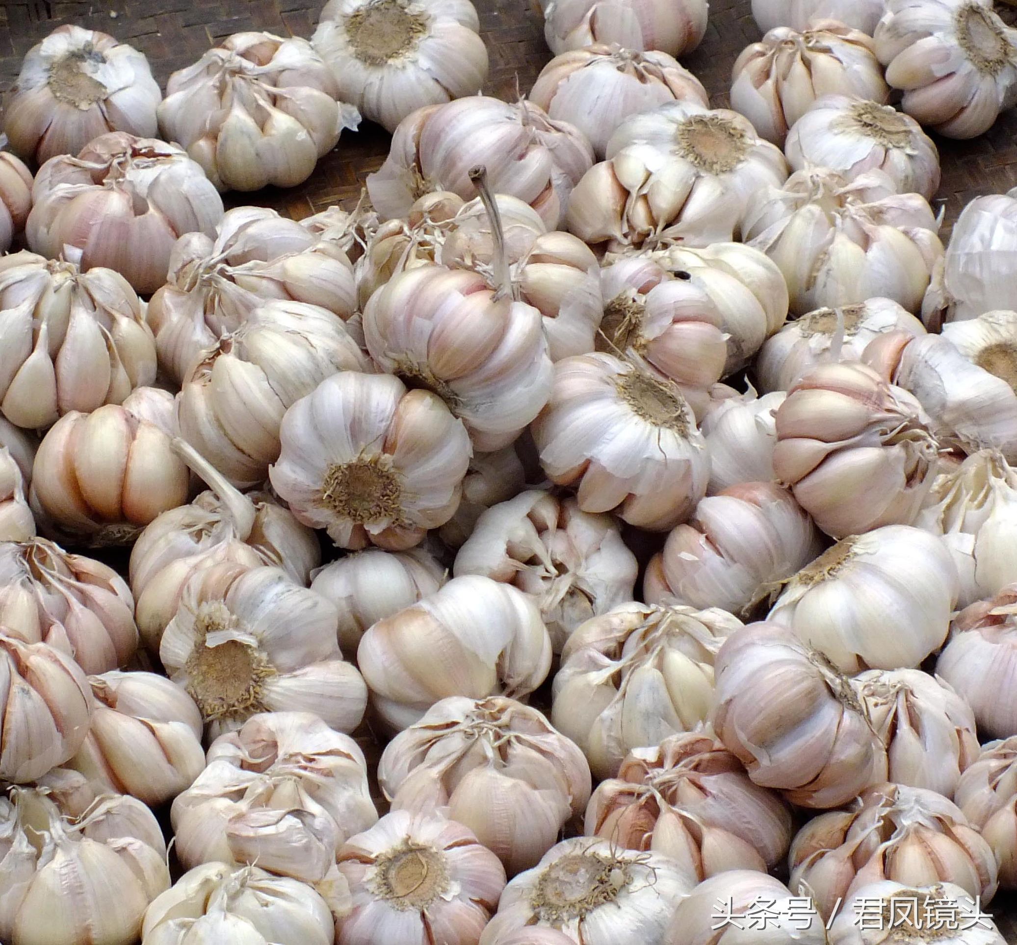 大蒜杀菌消炎食疗方法,吃大蒜能防虫吗