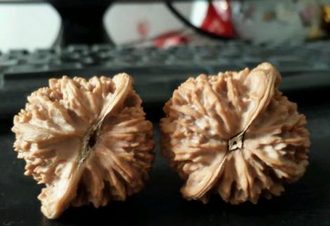 文玩核桃底部有虫眼怎么办,文玩核桃有虫眼什么样