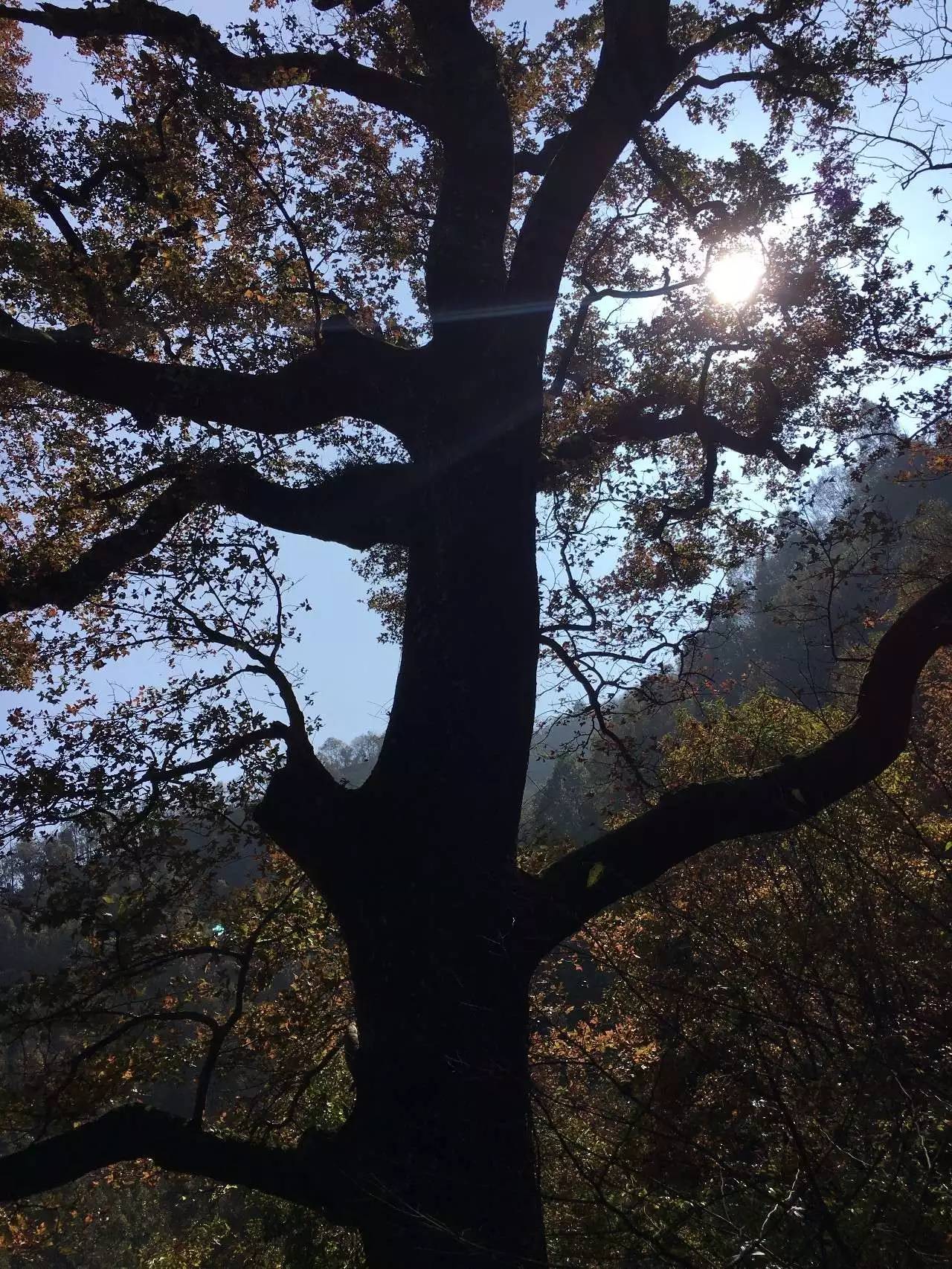 奉化溪口镇栖霞古道,宁波奉化旅游攻略完整版