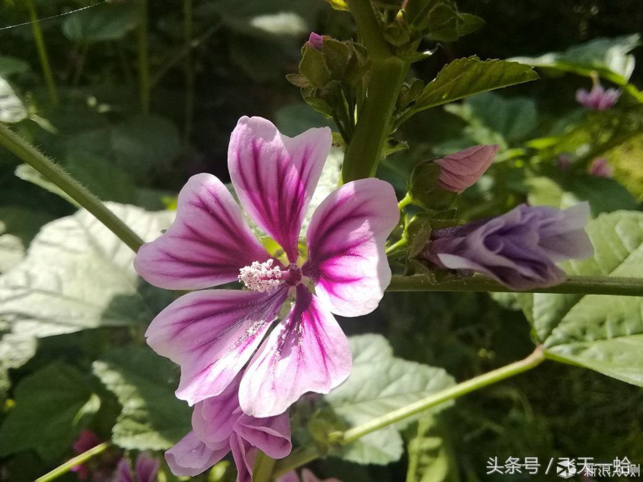 华为m3平板屏幕比例,华为青春m3平板价格