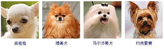 狗狗品种大全带你走进狗狗的世界,国内常见狗狗品种大全及图片