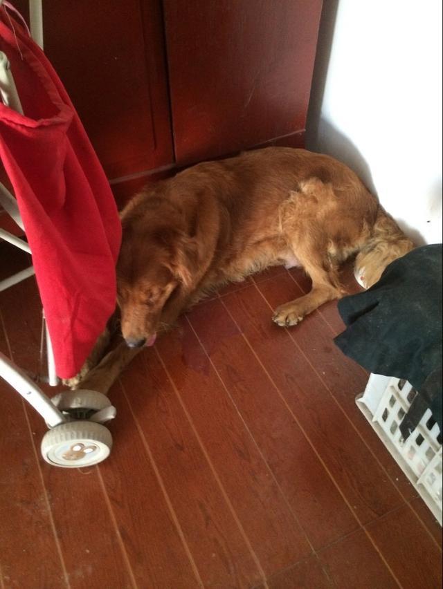 母狗不愿意喂宝宝怎么办,母狗不愿喂自己的孩子