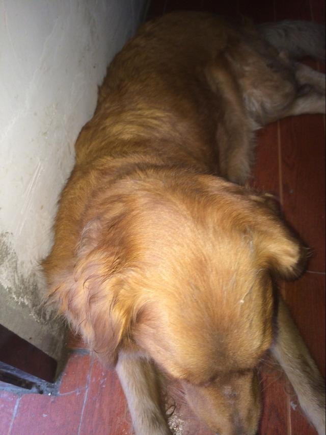 母狗不愿意喂宝宝怎么办,母狗不愿喂自己的孩子