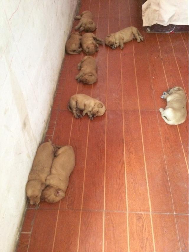 母狗不愿意喂宝宝怎么办,母狗不愿喂自己的孩子