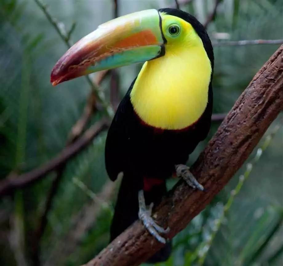 宝可梦日月的游戏攻略,宝可梦究极日月攻略