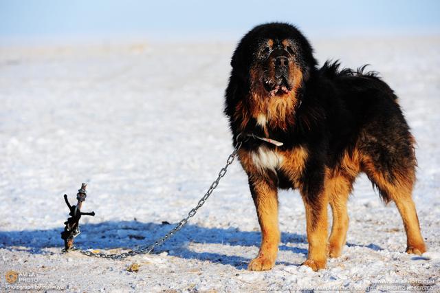 藏獒和比特犬谁能赢,比特犬和藏獒哪只强