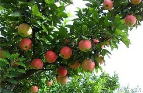 农村冷门小本创业生意,最有前景的10个农村创业点子