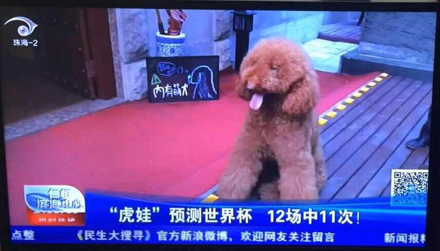 那些成精了的狗狗,那些成精了的宠物