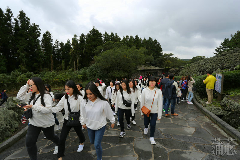 济州岛看枫叶,济州岛枫叶