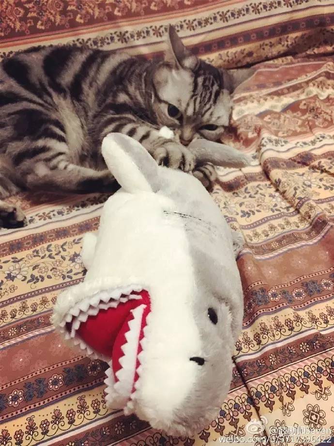 宝可梦日月的游戏攻略,宝可梦究极日月攻略