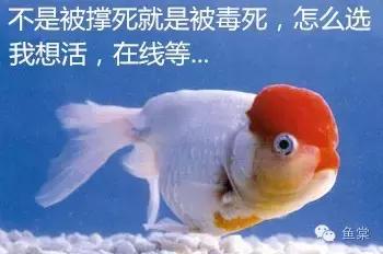鱼吃了20分钟会撑死吗,鱼能撑死而饿不死什么原因