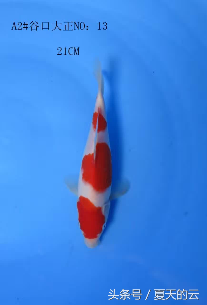 水泥池养鱼要怎么脱碱,水泥池脱碱后多久可以养鱼