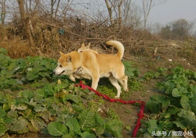 黄狗白面和柴犬对比,黄狗白面对比柴犬