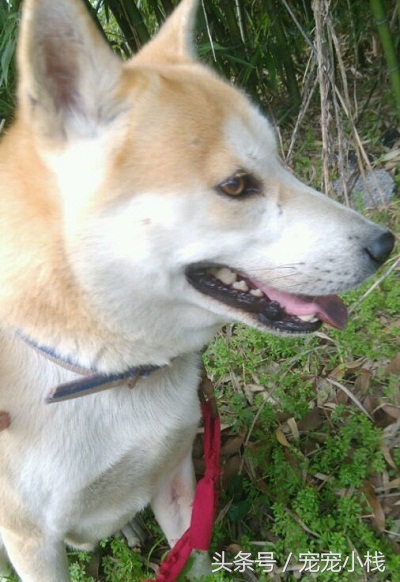 黄狗白面和柴犬对比,黄狗白面对比柴犬