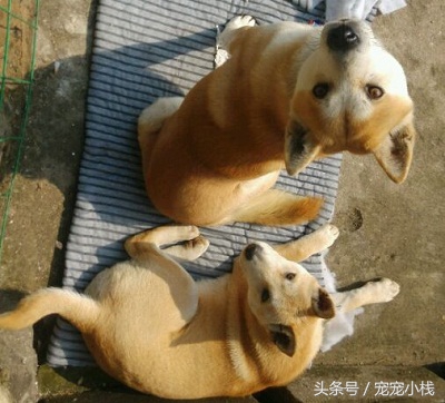 黄狗白面和柴犬对比,黄狗白面对比柴犬