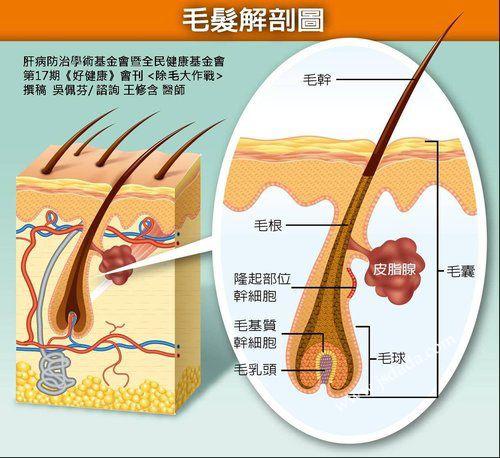 脱发怎么拯救自己的头发,怎样从脱掉的头发根辨别脱发原因