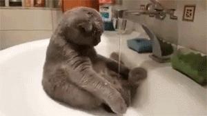 这不科学最不喜欢水的喵星人竟然带着浴帽洗澡还一脸享受