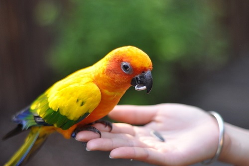 鹦鹉需要多少温度饲养,鹦鹉幼鸟喂养温度