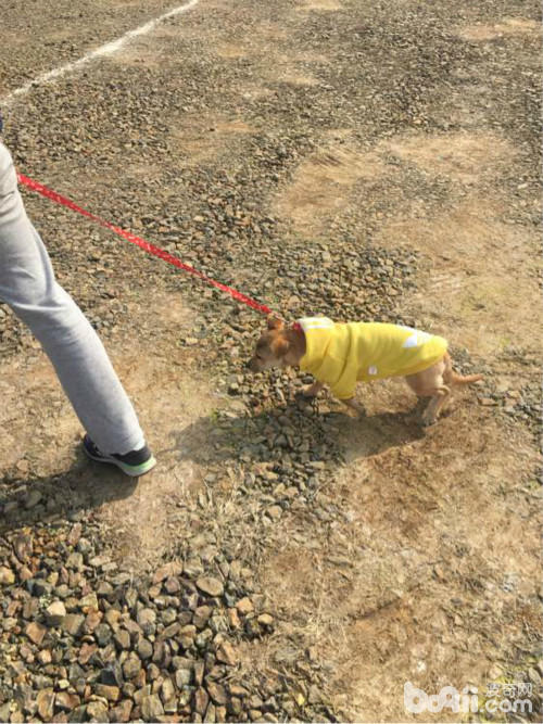 捡了一只土狗养大了,捡了一条流浪狗又把它放走了