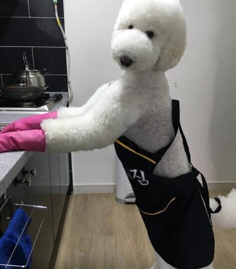 那些成精了的狗狗,那些成精了的宠物