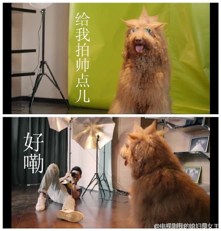 那些成精了的狗狗,那些成精了的宠物