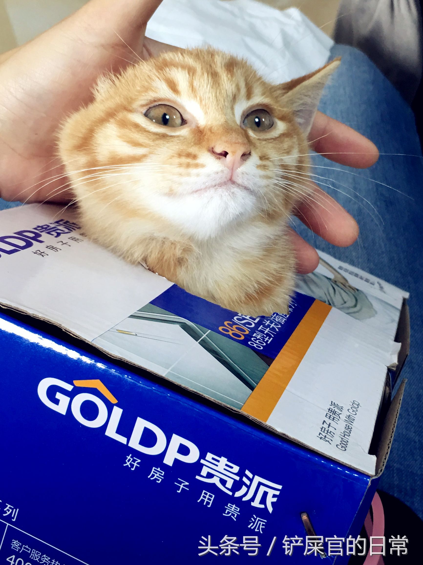 猫瘟喂药好的可能性大吗,猫瘟治疗后的小猫怎么喂食