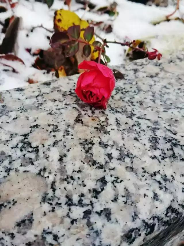 北洋园初雪,北洋初雪