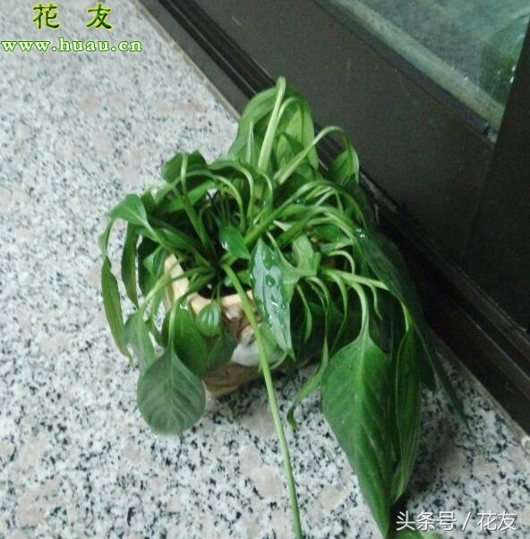 花买回来就蔫,花换了盆蔫了怎么补救