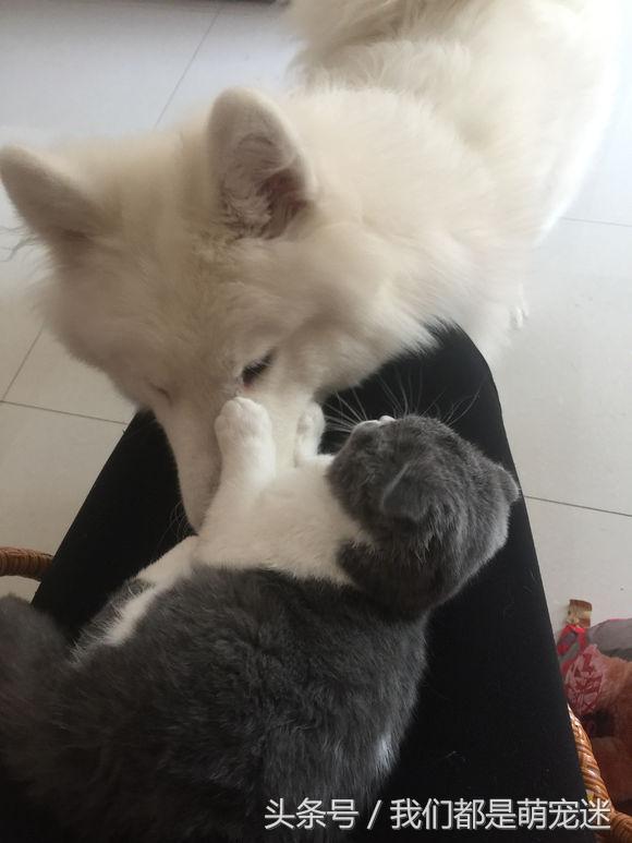 萨摩为什么老是伸舌,萨摩吃猫粮