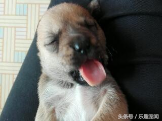 把小狗送人狗妈妈一直哼哼怎么办,母狗带小宝拉稀怎么办