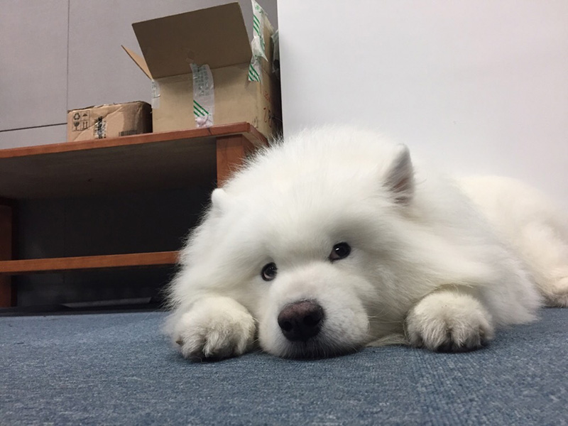 狗爪子怎么保持干净,狗爪怎么保养