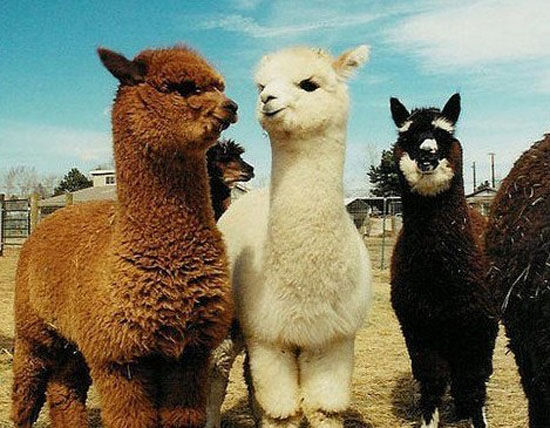 羊驼怎么吃才好吃,羊驼的生态习性