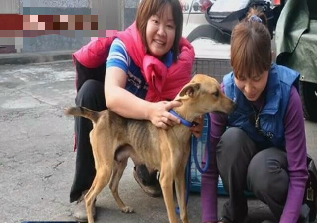 母狗被铁链锁喉，奶水不够，3只小狗活活饿死！