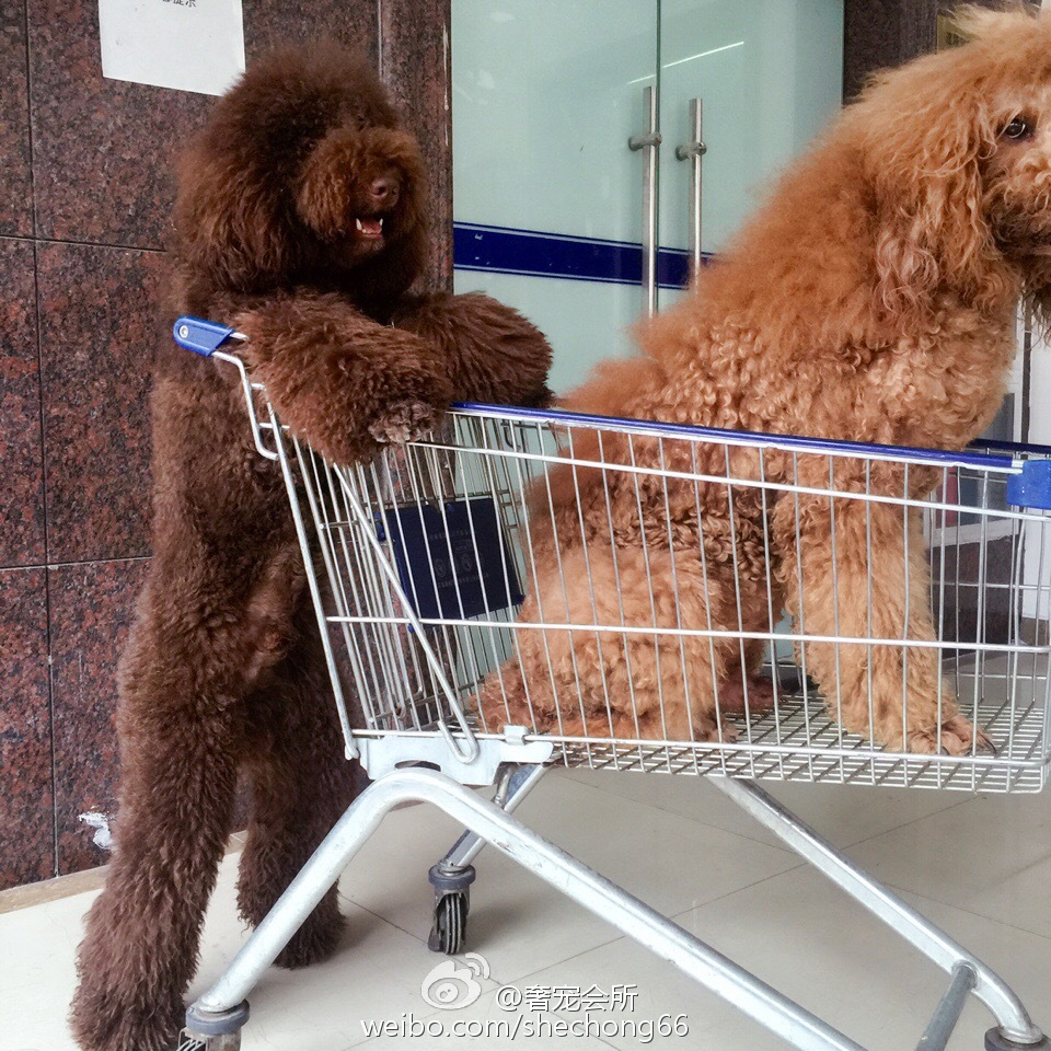 那些成精了的狗狗,那些成精了的宠物