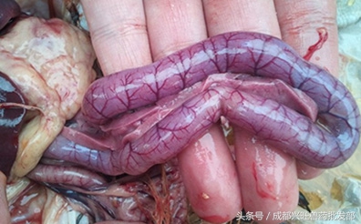 病毒疾病和细菌疾病区别,细菌性和病毒性症状怎么区别