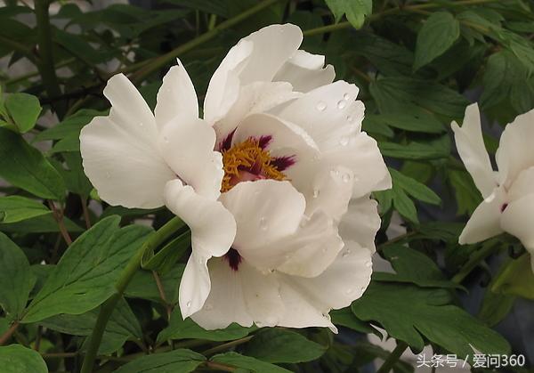 揭秘白芍的营养价值和功效