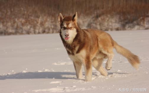 狗狗吐了怎么办,狗狗流鼻涕呕吐最快解决办法