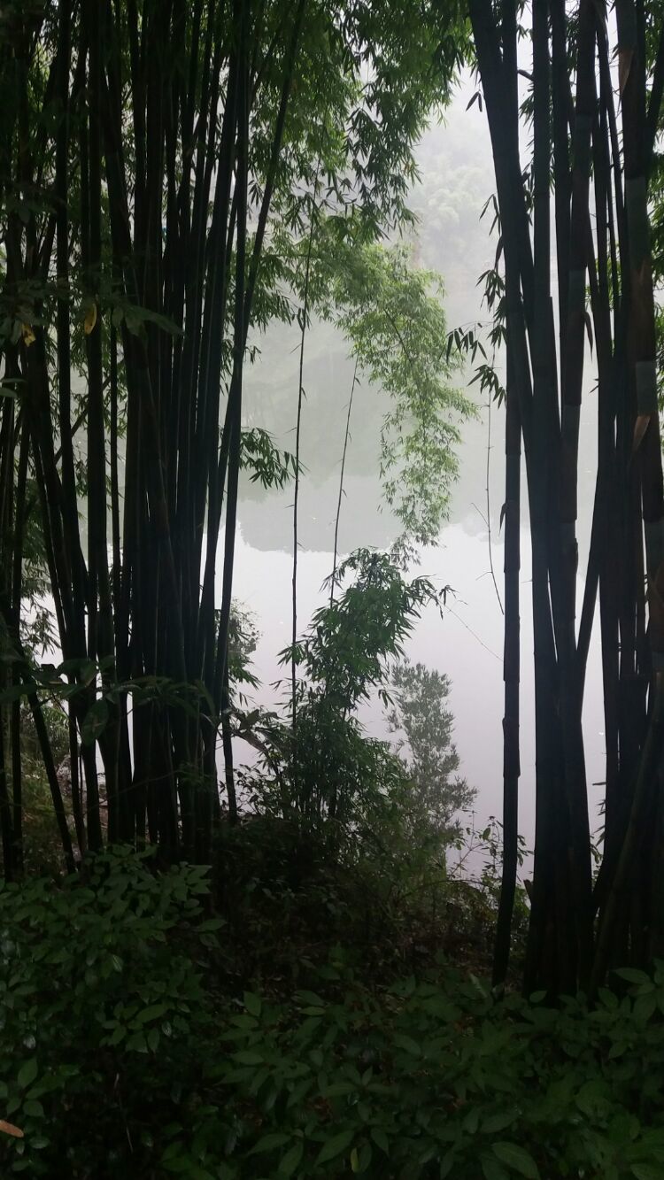 四大佛教名山四川峨眉山介绍,峨眉山
