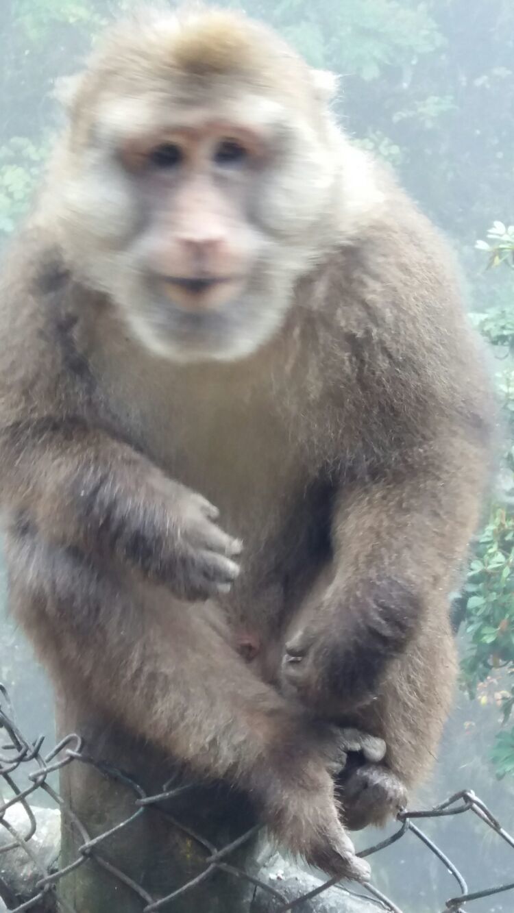 四大佛教名山四川峨眉山介绍,峨眉山