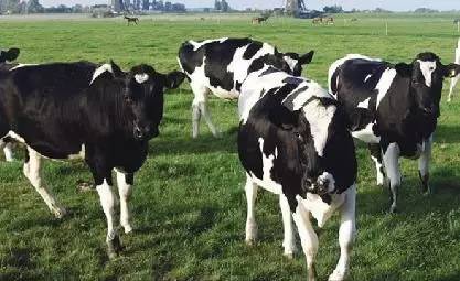 奶牛产后腹泻的症状及治疗,奶牛顽固性腹泻西医治疗方法