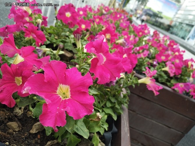 vivox100评测摄像功能,vivox100评测科技美学