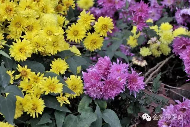 航拍金堂玉皇山,玉皇山登高金堂