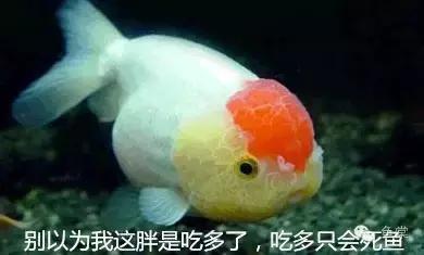 鱼吃了20分钟会撑死吗,鱼能撑死而饿不死什么原因